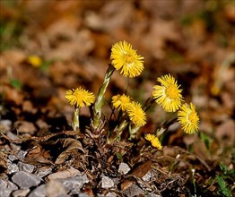 Coltsfoot,
