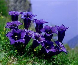 Gentian Genliana clusii,