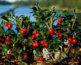 Evergreen bearberry with berries Arcostaphylos uva ursi,