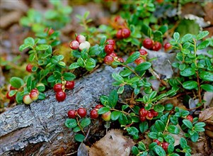 Common bearberry Arcostaphylos uva ursi,