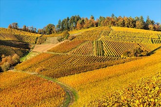 Vineyards in autumn near Durbach, Black Forest