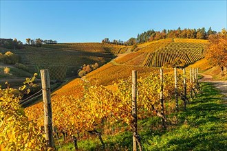 Vineyards in autumn near Durbach, Black Forest