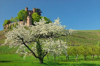 Ortenberg Castle, fruit tree blossom