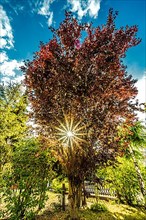 Sun star through a deciduous tree in summer at sunset in the garden, Halle Saale