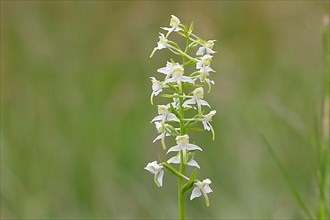 Greater butterfly-orchid,