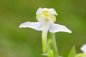 Greater butterfly-orchid,