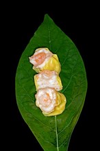 Dim Sum with fish farce and prawns, food photography with black background