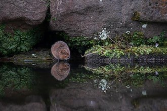 Water vole,