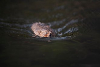 Water vole,