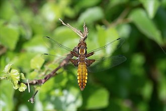Broad-bodied chaser,