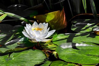 European white water lily,