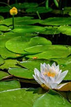 European white water lily,