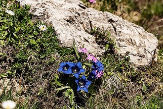 Blue alpine gentian,