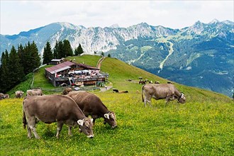 Cows, in the back Almwirtschaft Grundhuette on Neunerkoepfle