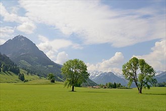 View to Rubihorn 1957 m, meadows with two european ash