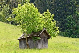 Wooden shed on a mountain meadow framed by two deciduous trees, european ash