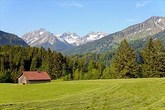 View to the mountains in Stillachtal, mown meadows with a wooden shed