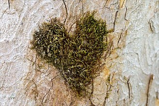 Heart-shaped moss cushion on the trunk of a sycamore maple,