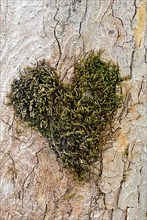 Heart-shaped moss cushion on the trunk of a sycamore maple,