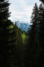 View through spruce forest to mountains, Tannheimer Tal