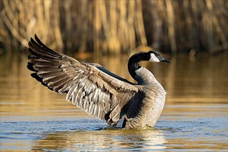 A Canada goose flaps its wings, Lake Uemmingen