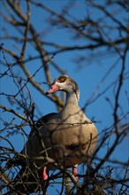 A Egyptian goose on its nest in a tree, Lake Uemmingen