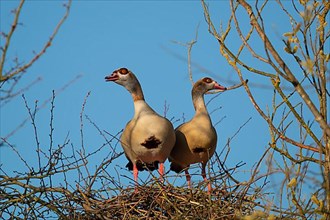 A pair of Egyptian Geese on their nest in a tree, Lake Uemmingen