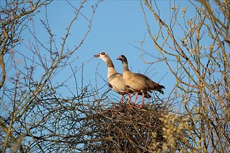 A pair of Egyptian Geese on their nest in a tree, Lake Uemmingen