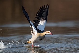 A Egyptian goose at take-off, Lake Uemmingen