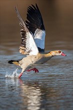 A Egyptian goose at take-off, Lake Uemmingen