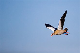 A Egyptian goose in flight, Lake Uemmingen