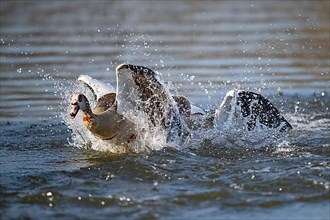 Two Egyptian Geese Fighting, Lake Uemmingen