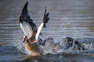 Two Egyptian Geese Fighting, Lake Uemmingen