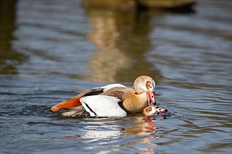 A Egyptian goose pushes its rival under water, Lake Uemmingen