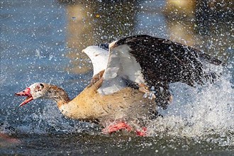 A Egyptian goose fighting, Lake Uemmingen