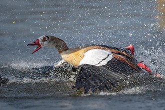 A Egyptian goose fighting, Lake Uemmingen