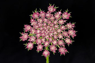 Inflorescence of a wild carrot,