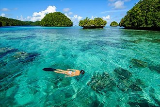 Snorkeler swims over coral in tropical lagoon of Palau, Pacific Ocean