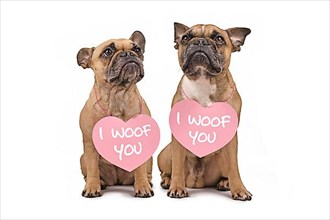 Pair of French Bulldog dogs with Valentines Day hearts with text I woof you around necks isolated on white background,