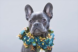 Beautiful blue coated French Bulldog dog with flower collar in front of gray background,