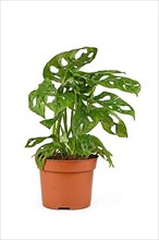 Small tropical Monstera Adansonii or Monstera Monkey Mask vine houseplant in flower pot isolated on white background,