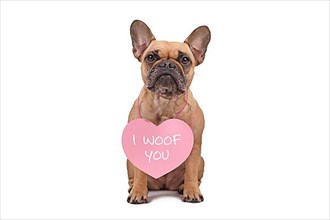 Cute French Bulldog dog wearing Valentines Day heart with text I woof you around neck isolated on white background,
