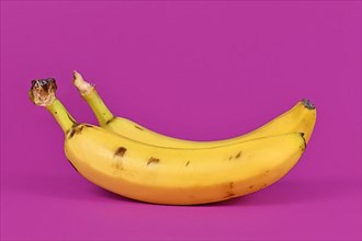Ripe banana fruits with peel on purple background,