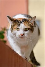 European shorthair Calico Cat with green eyes crawling towards camera,