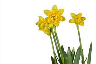Yellow cyclamen-flowered daffodil,