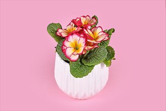 Pink and yellow Primula Acaulis Scentsation primrose in white flower pot on pink background,
