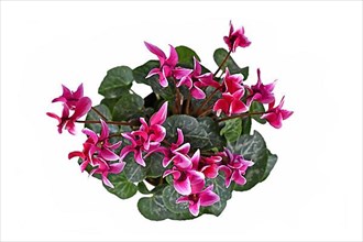Top view of pink blooming Cyclamen Persicum flowers on white background,