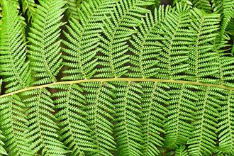 Close up of leaf of soft tree fern. Botanic name Dicksonia Antarctica,