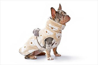 French Bulldog dogs wearing bathrobe coat made from fleece fabric on white background,