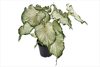 Tropical Caladium Candyland houseplant with beautiful white and green leaves with pink freckles in pot on white background,